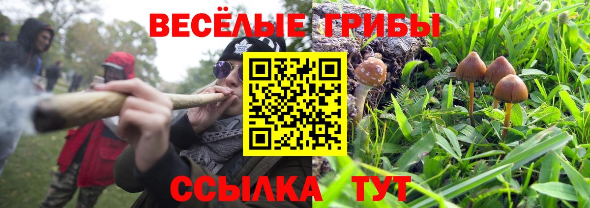 Сунжа  Псилоцибиновые грибы Cubensis  Вход с VPN 